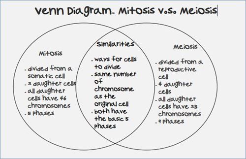Similarities Between Mitosis And Meiosis Chart